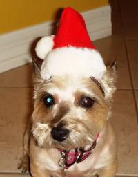 I'm Pepper and I know I would win but Dad won't let you vote for me because he owns the place!