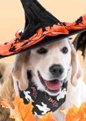 Halloween Pet Photo