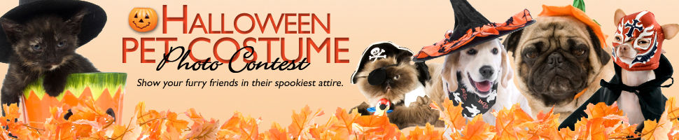 Halloween Pet Photo