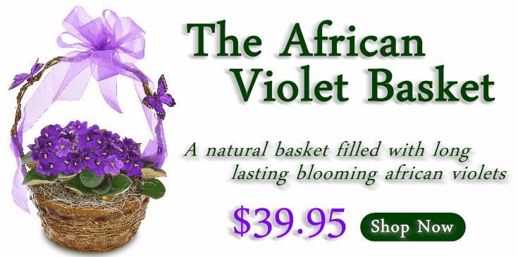 African Violet - 