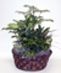 Basket Dish Gardens
