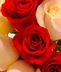 June Rose Sale