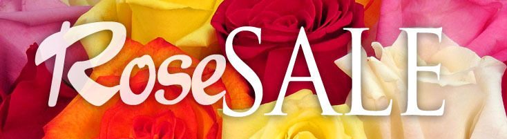 Summer Rose Sale