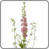 larkspur+jpg
