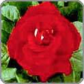 Red Rose