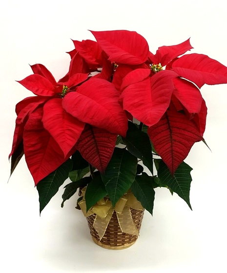 3 Bloom Red Poinsettia