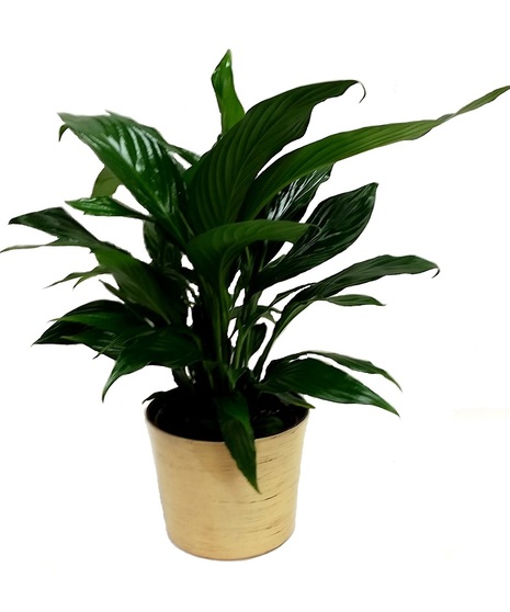 Peace Lily