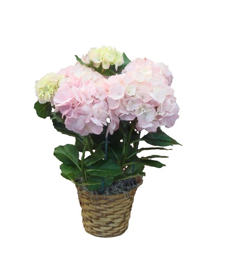 Hydrangea Plant