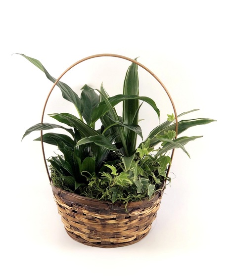 Large Basket Garden