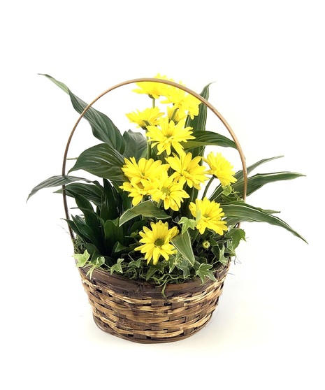 Large Daisy Basket Garden