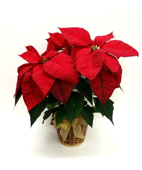 3 Bloom Red Poinsettia