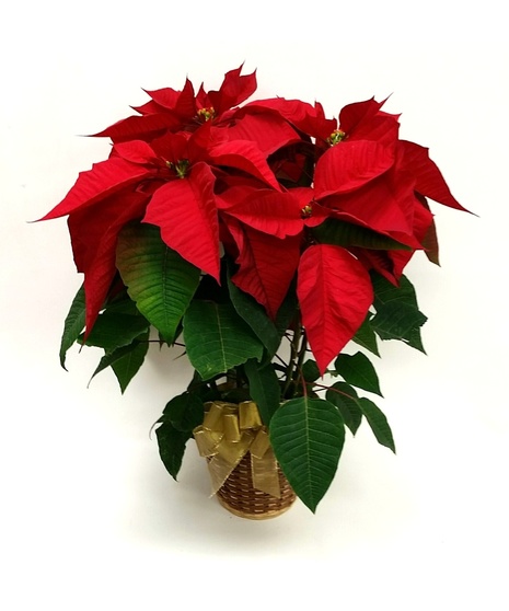 4 Bloom Red Poinsettia