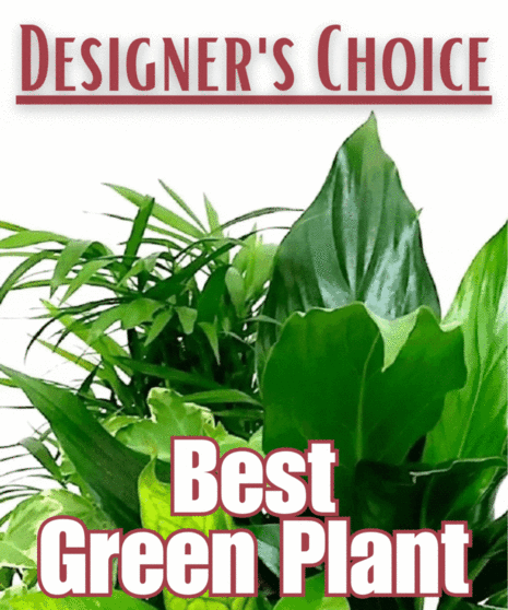 Best Green Plant