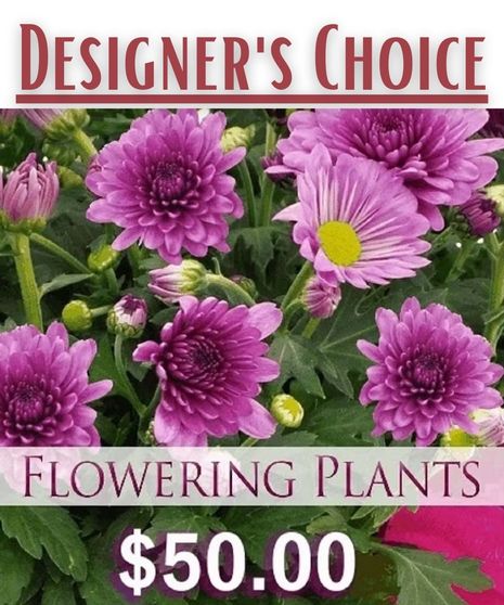 Best Flowering Plant