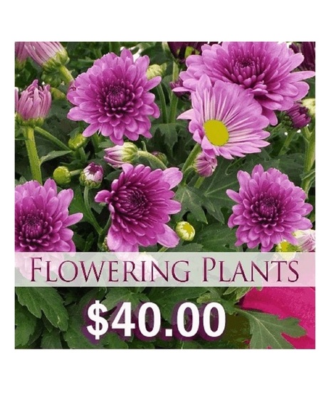 Best Flowering Plant