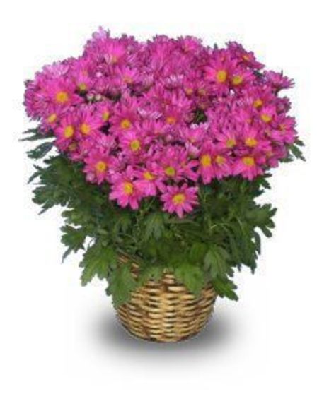 Mum Plant
