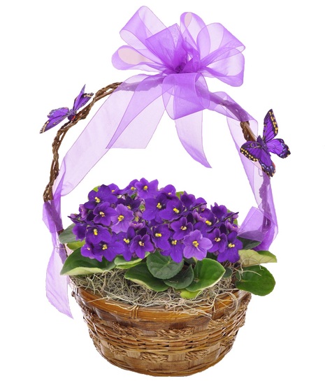 Violet Basket