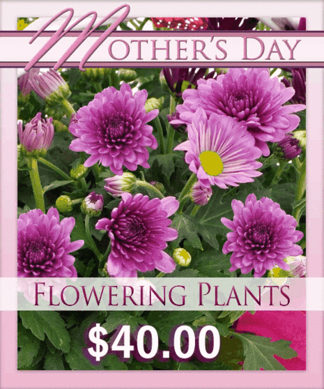 Best Flowering Plant