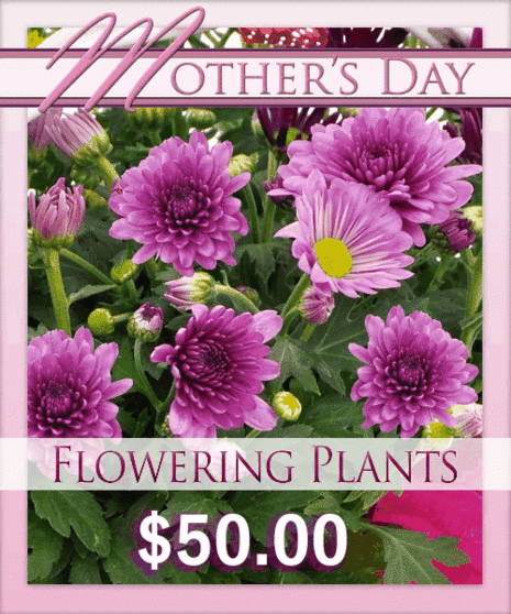Best Flowering Plant