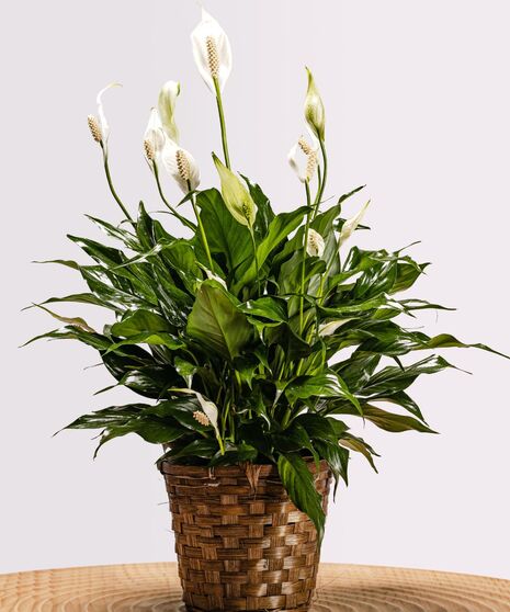 Peace Lily