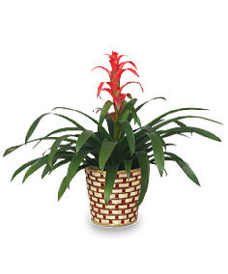 Bromeliad
