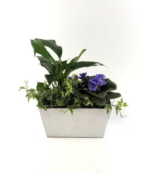 Small Blooming Dish Garden