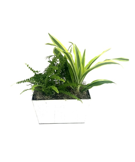 Small Dish Garden