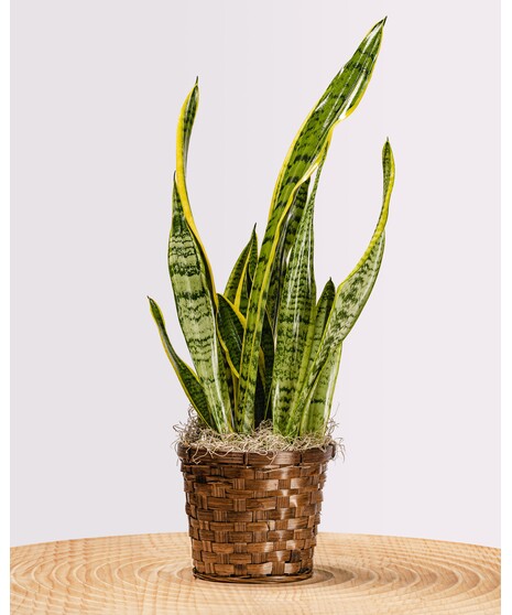 Snake Plant