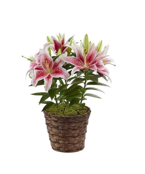 Oriental Lily Plant