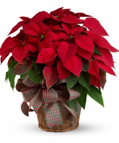Holiday Bouquet Poinsettia