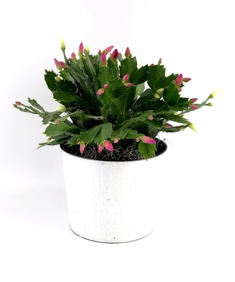 Blooming Cactus