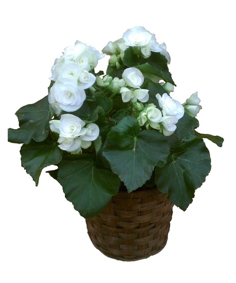 Begonia Plant