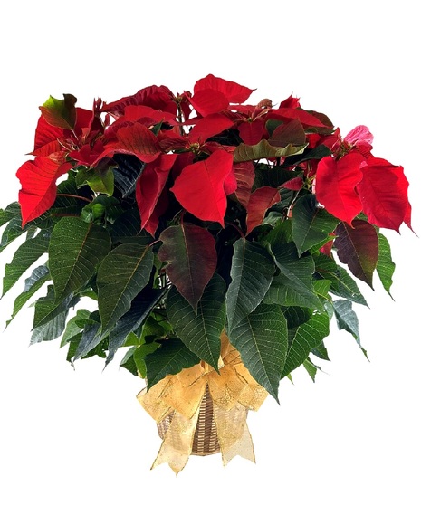 Holiday Deluxe Poinsettia