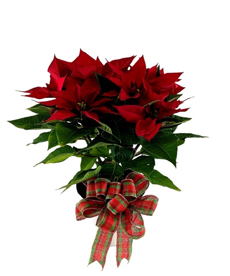 Holiday Special Red Poinsettia